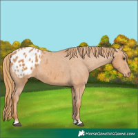 Horse Color:Chestnut Appaloosa 