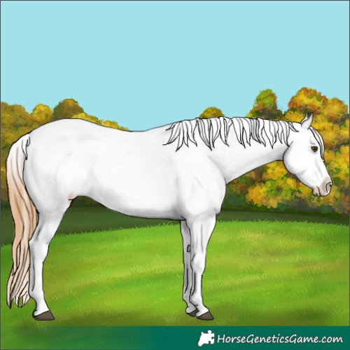 Horse Color:Chestnut Appaloosa 