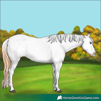 Horse Color:Chestnut Appaloosa 