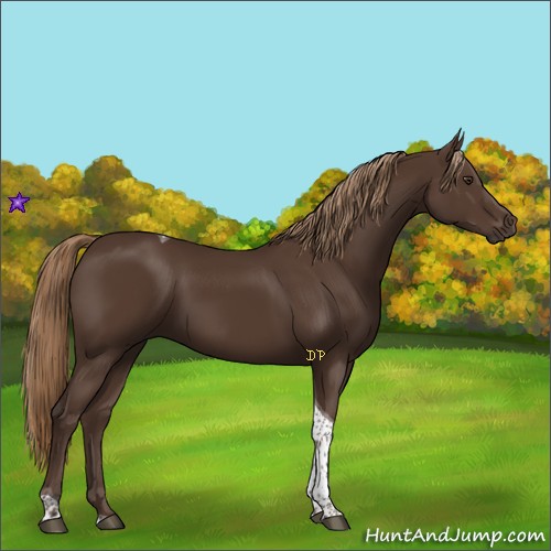 Horse Color:Liver Chestnut Tobiano 