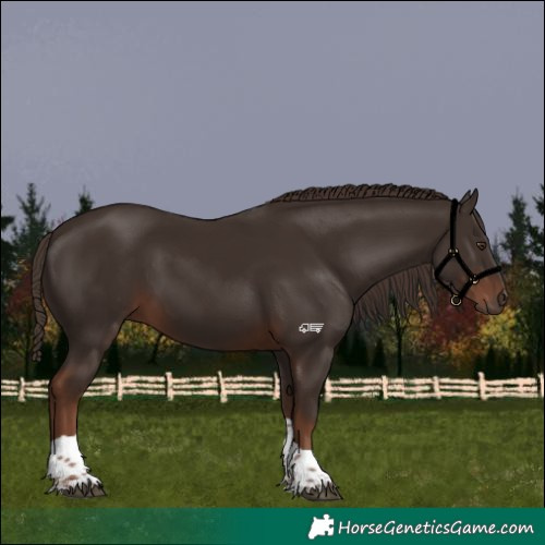 Horse Color:Liver Chestnut Tobiano