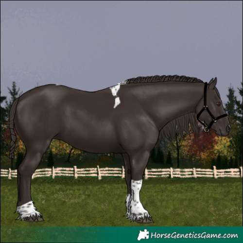 Horse Color:Liver Chestnut Tobiano 