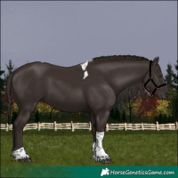 Horse Color:Liver Chestnut Tobiano 