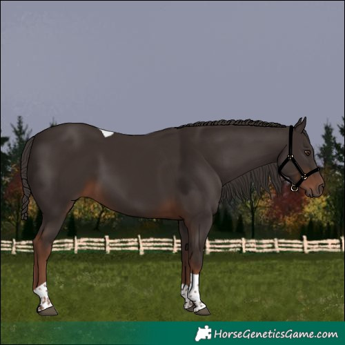 Horse Color:Liver Chestnut Tobiano