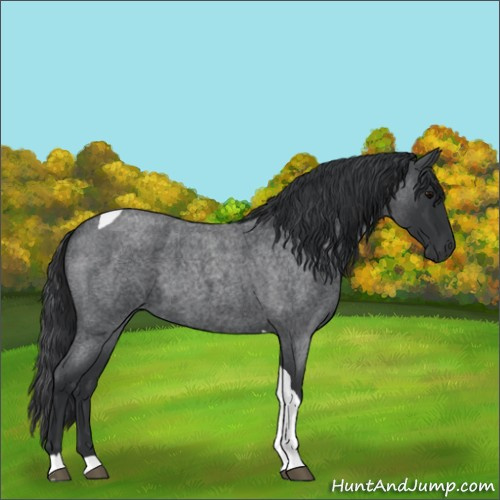 Horse Color:Blue Roan Tobiano 