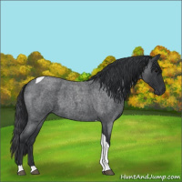 Horse Color:Blue Roan Tobiano 