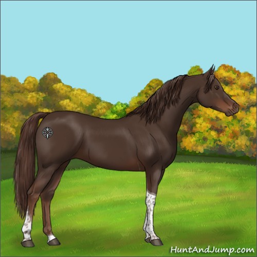 Horse Color:Liver Chestnut Tobiano 