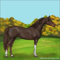 Horse Color:Liver Chestnut Tobiano 