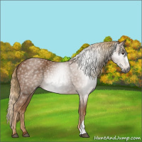 Horse Color:Gray Chestnut 