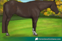 Horse Color:Liver Chestnut Tobiano 