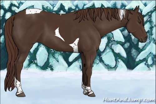 Horse Color:Liver Chestnut Tobiano 