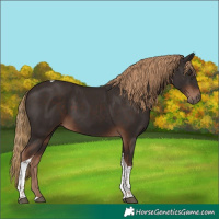 Horse Color:Liver Chestnut Tobiano 
