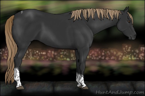 Horse Color:Liver Chestnut Tobiano