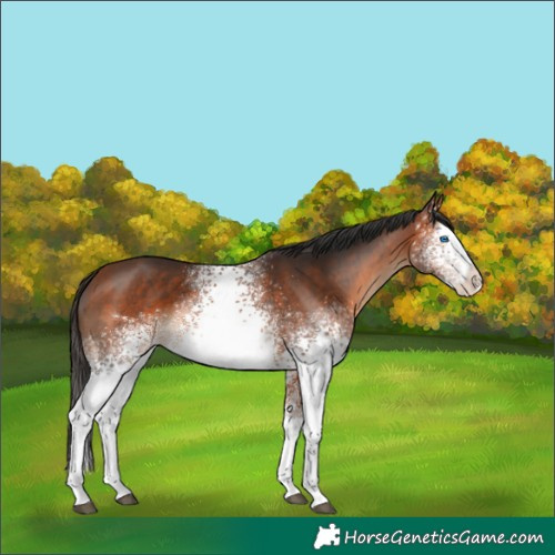Horse Color:White Spotted Bay Splash 