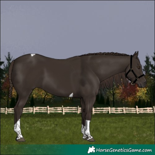 Horse Color:Liver Chestnut Tobiano 