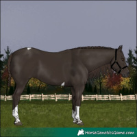 Horse Color:Liver Chestnut Tobiano 