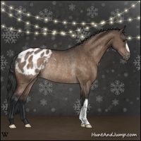 Horse Color:Brown Dun Appaloosa Rabicano 
