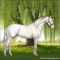 Horse Color:Palomino Roan Dun Appaloosa 