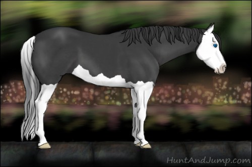 Horse Color:Black Splash 