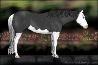 Horse Color:Black Splash 