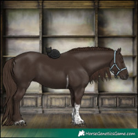 Horse Color:Liver Chestnut Tobiano