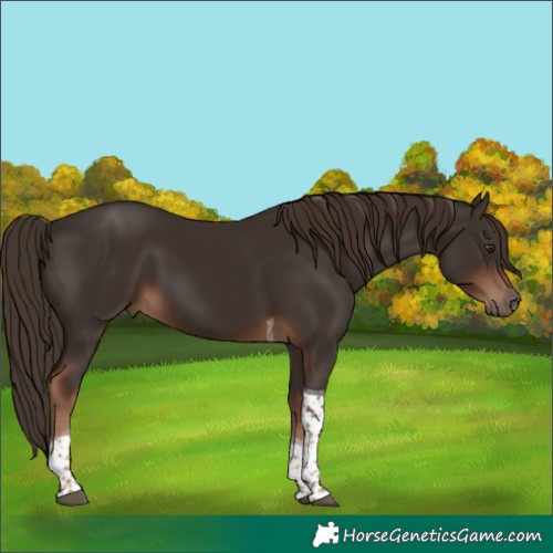 Horse Color:Liver Chestnut Tobiano