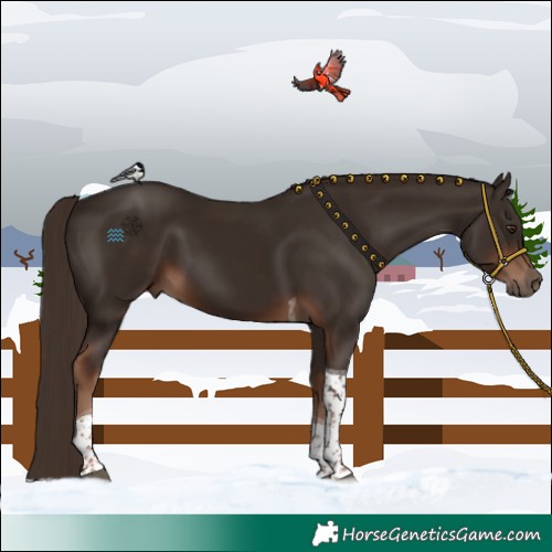 Horse Color:Liver Chestnut Tobiano 