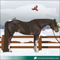 Horse Color:Liver Chestnut Tobiano