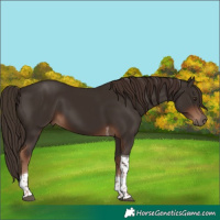Horse Color:Liver Chestnut Tobiano