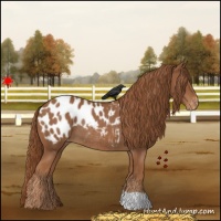 Horse Color:Chestnut Appaloosa Rabicano 