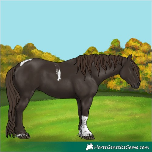 Horse Color:Liver Chestnut Tobiano 