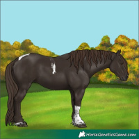 Horse Color:Liver Chestnut Tobiano 