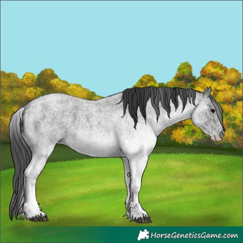 Horse Color:White Spotted Blue Roan