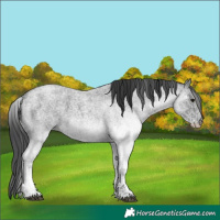 Horse Color:White Spotted Blue Roan 