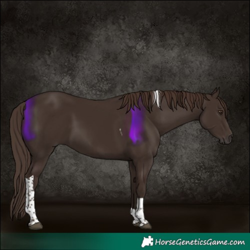 Horse Color:Liver Chestnut Tobiano 