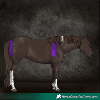 Horse Color:Liver Chestnut Tobiano