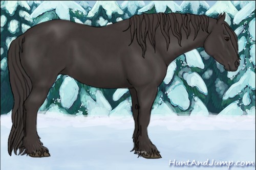 Horse Color:Smoky Black and Smoky Black