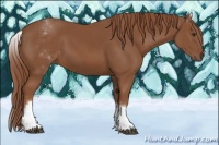 Horse Color:White Spotted Chestnut Sabino 