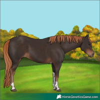 Horse Color:Liver Chestnut Tobiano 