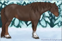Horse Color:Liver Chestnut Tobiano 