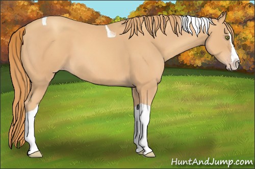 Horse Color:Gold Champagne Splash Tobiano 