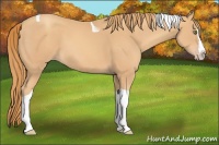 Horse Color:Gold Champagne Splash Tobiano 