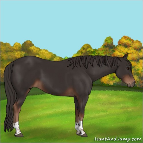 Horse Color:Liver Chestnut Tobiano 
