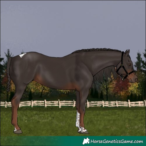 Horse Color:Liver Chestnut Tobiano