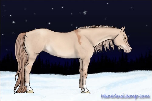 Horse Color:Gold Champagne Dun