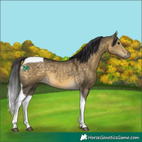 Horse Color:Buckskin Dun Tobiano