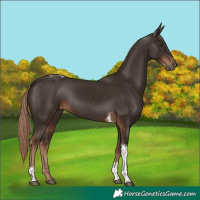 Horse Color:Liver Chestnut Tobiano 