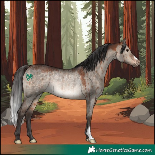 Horse Color:Bay Dun Rabicano Brindle