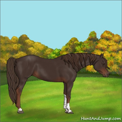 Horse Color:Liver Chestnut Tobiano 