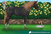 Horse Color:Liver Chestnut Tobiano